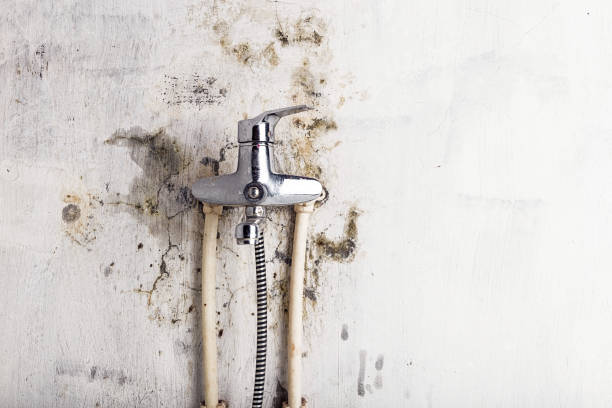 Mold Removal Process in Steelville, MO