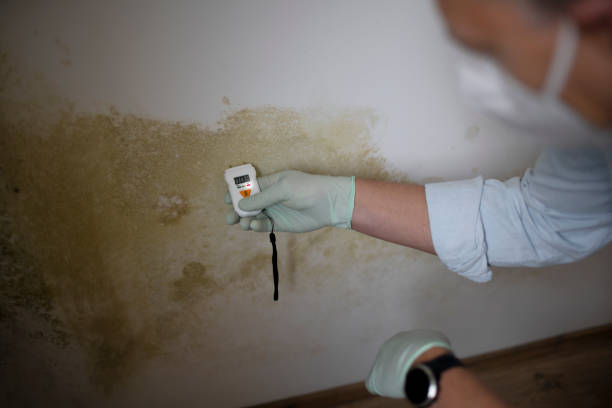 Best Black Mold Removal  in Steelville, MO