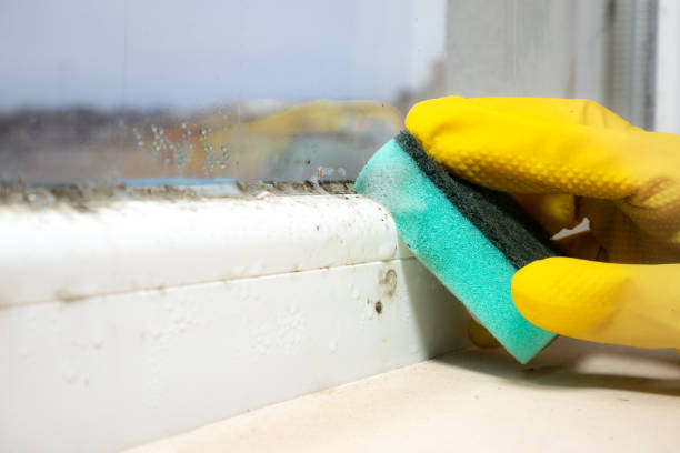 Best Mold Remediation  in Steelville, MO