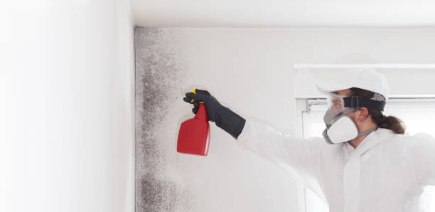 Best Residential Mold Removal  in Steelville, MO