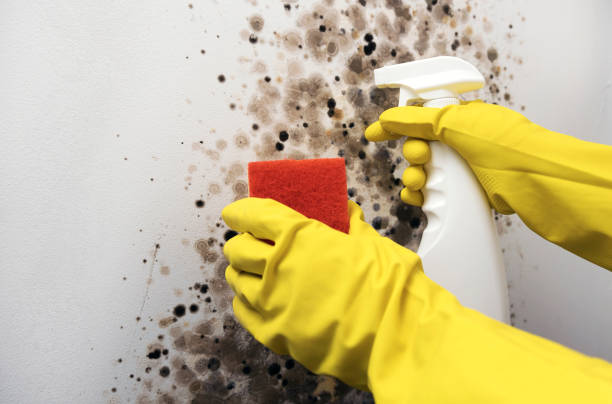 Best Office Mold Removal Services  in Steelville, MO