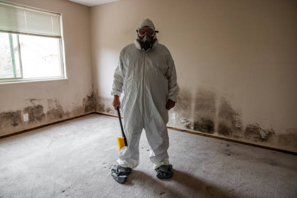 Mold Removal and Inspection in Steelville, MO